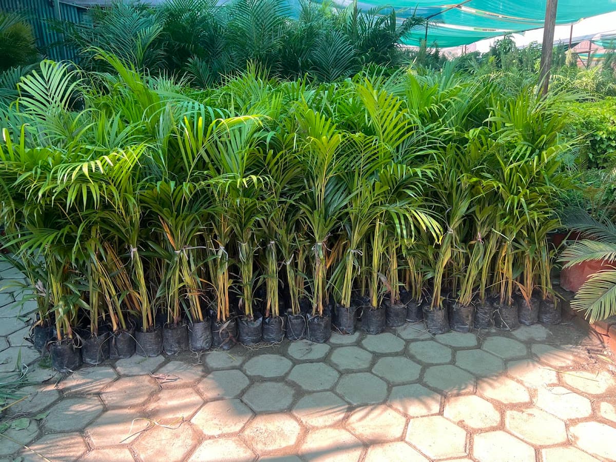 Jadibuti Agro Forestry Nursery