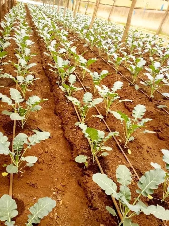 Japanese Agricultural In service Training Institute