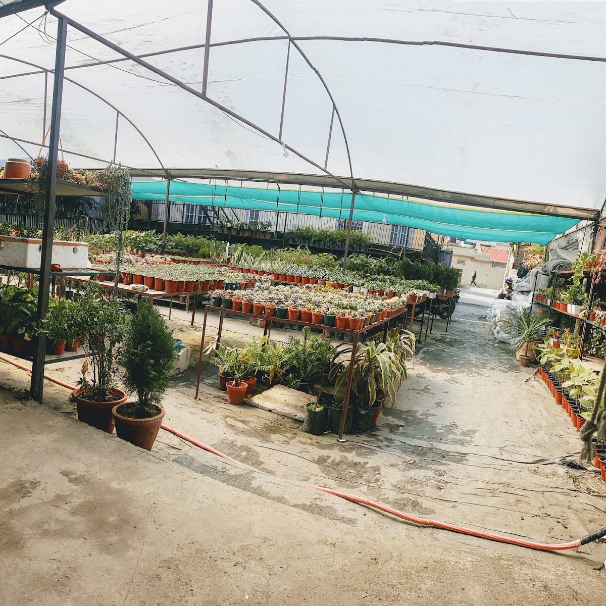 NFD Plant House Nursery