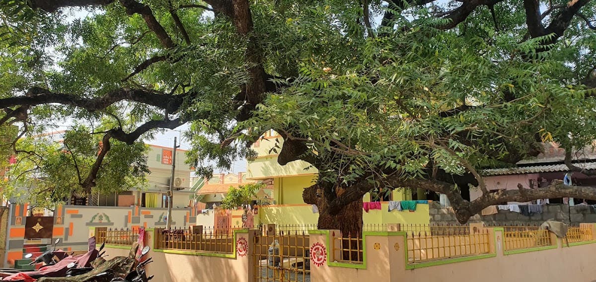 Sri Malakshmamma chettu — photo by Viral Vogue Telugu