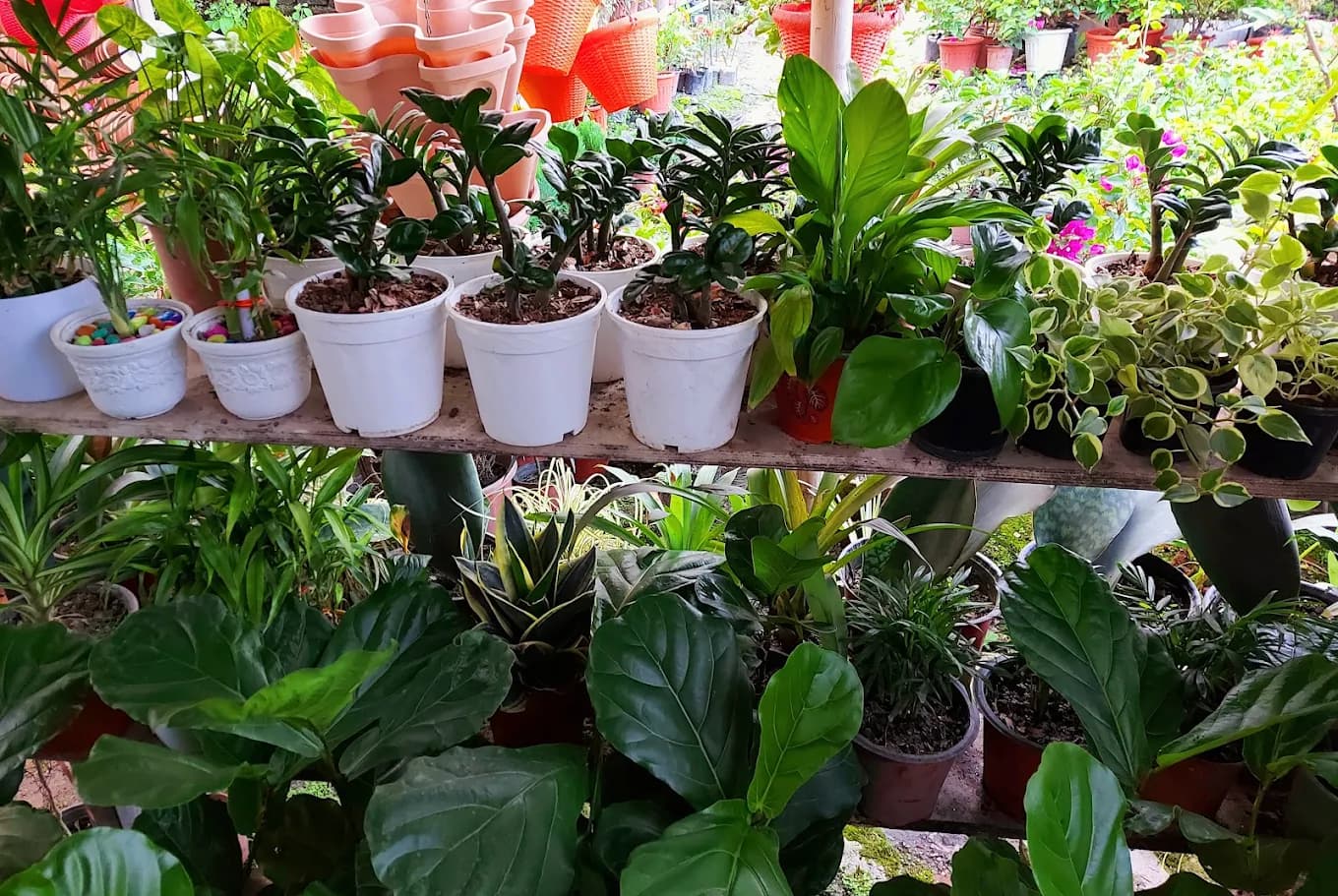 Sistata Nursery