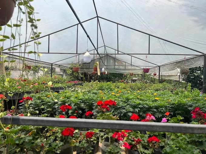 Bagalamukhi Nursery