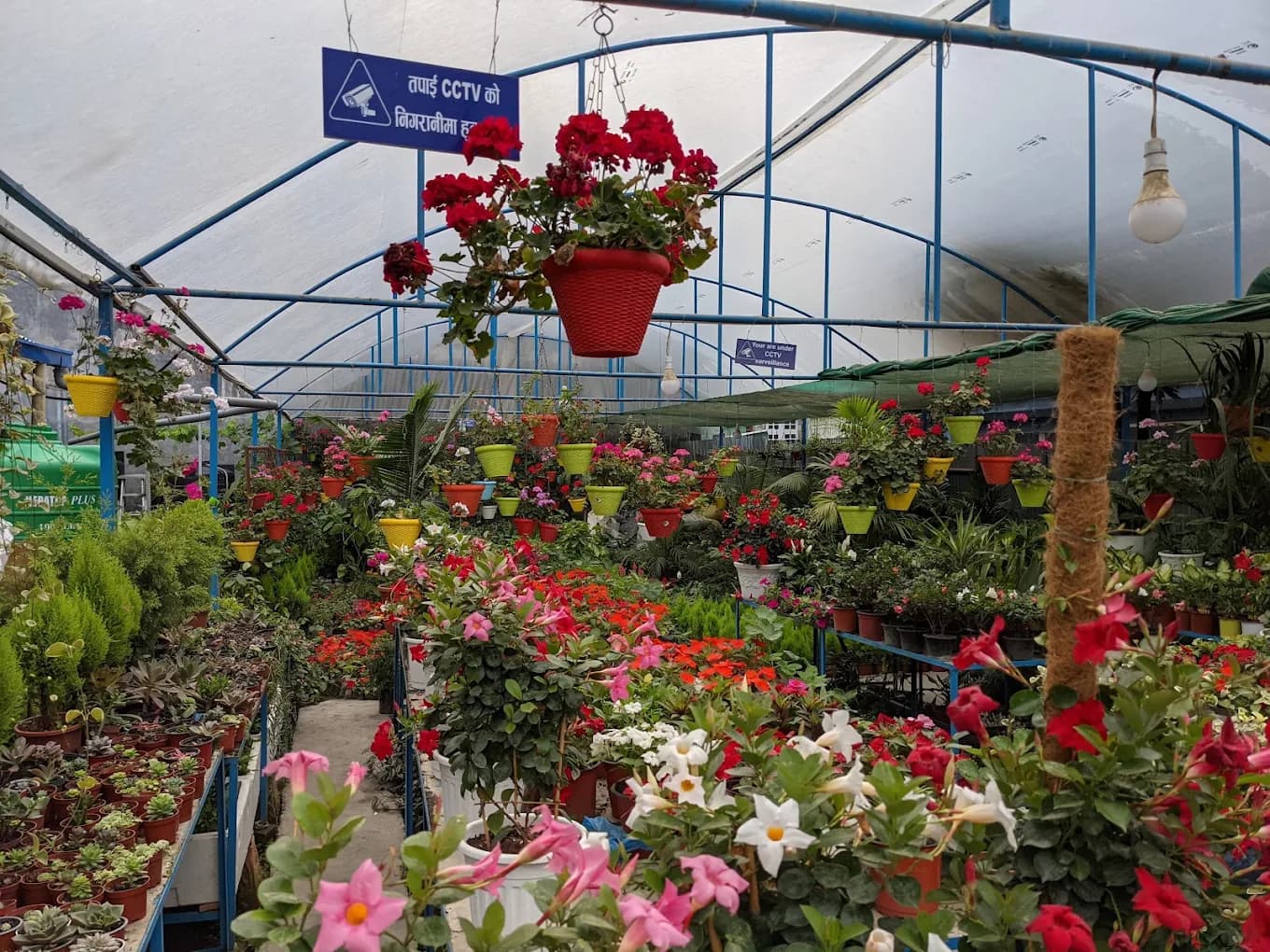 Swornima Nursery