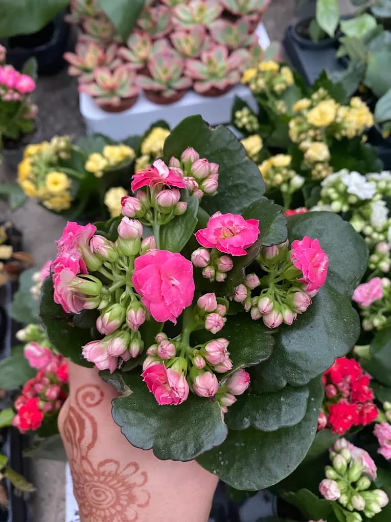 Narayani Nursery