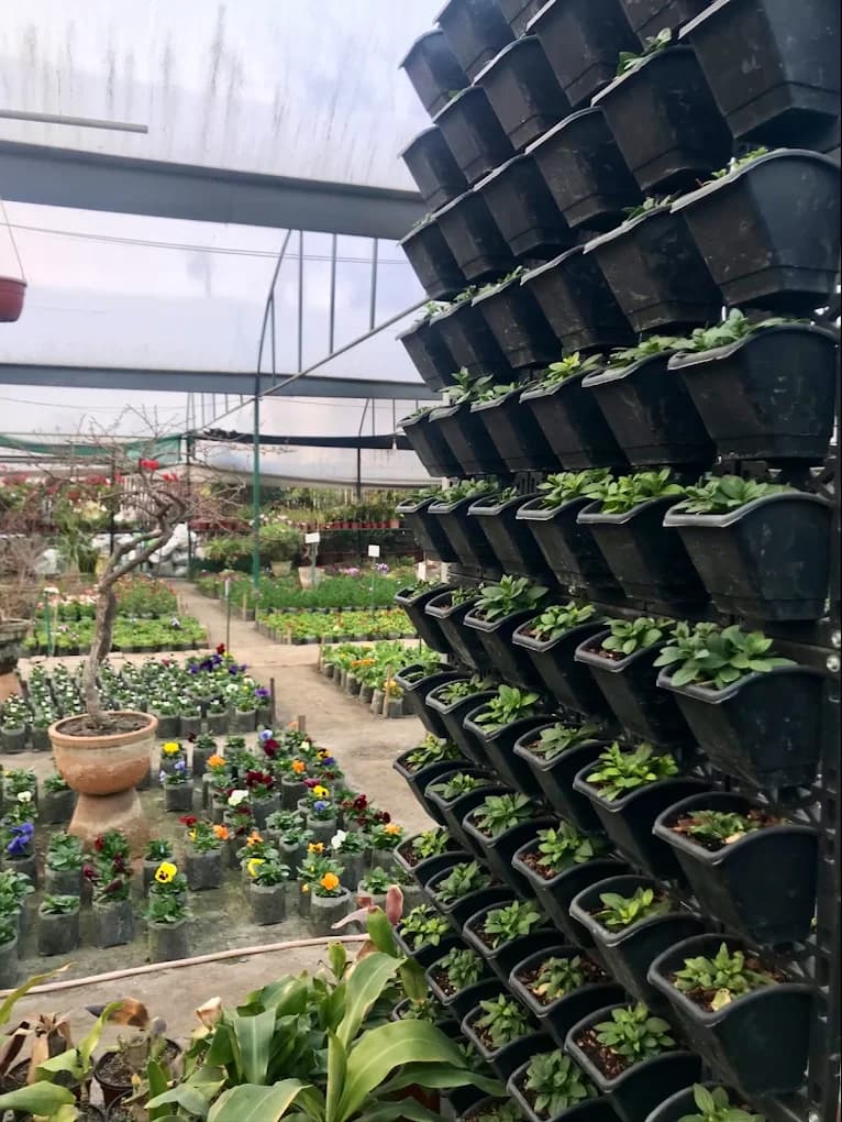 New Sunflower Nursery