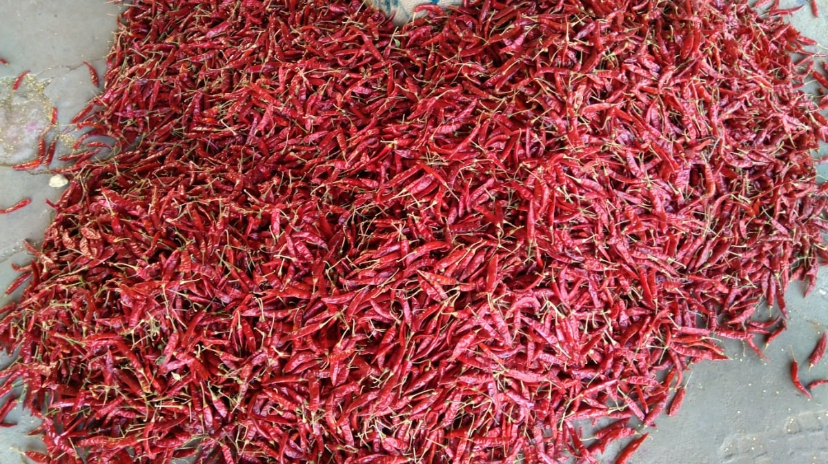 Andhra Red chilli Trading Company — photo by Andhra Red chilli Trading Company