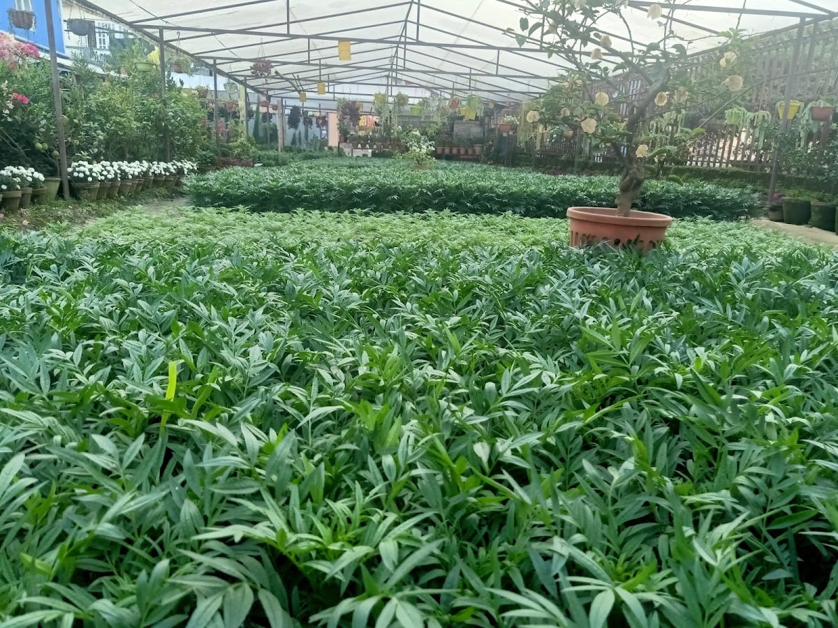 Cosmo Bajar — photo by New kusum Nursery