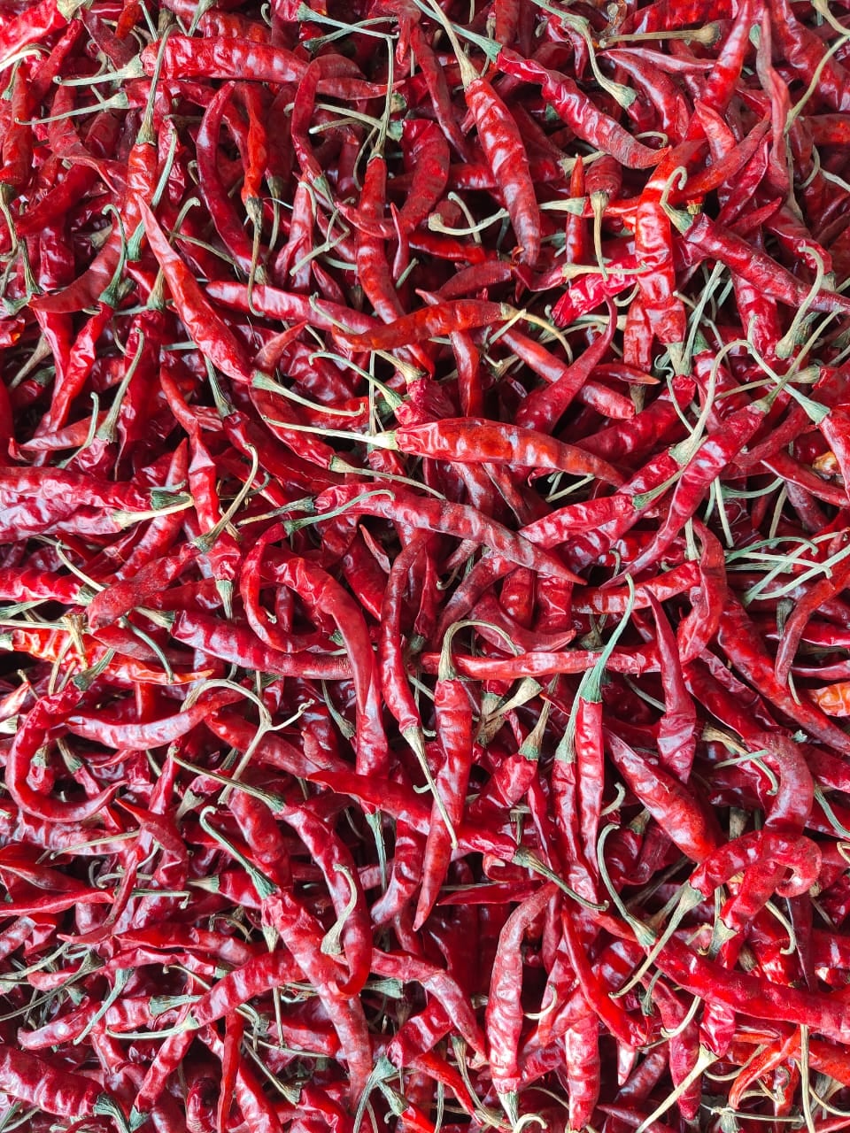 DIVYA TRADING COMPANY — photo by DIVYA TRADING COMPANY