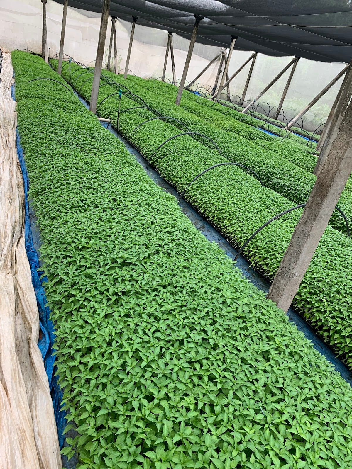Haritha Nurseries — photo by Kothapalli Venkata Subbarao