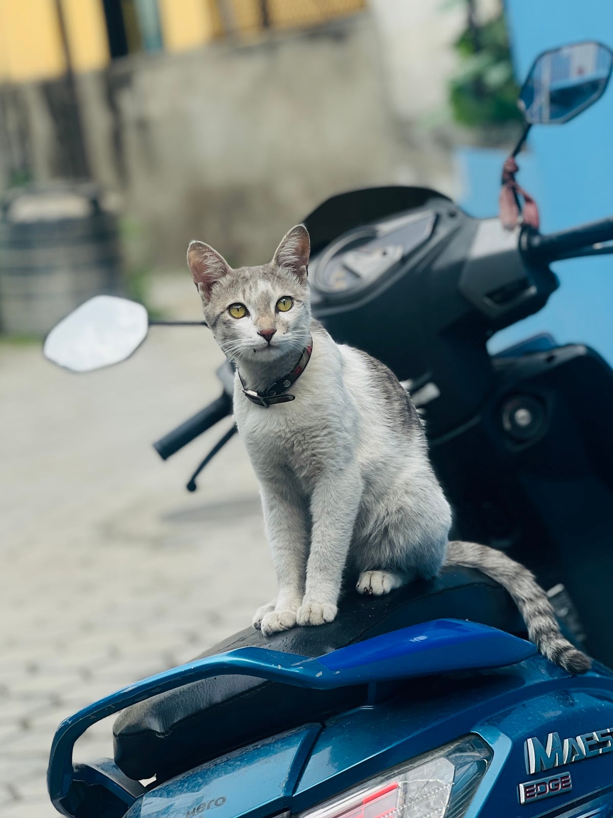 Hotel Sky Blue Pvt. Ltd. — photo by Hotel Sky Blue Pvt. Ltd.