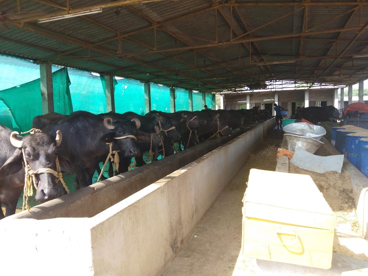 Jai Kisan Dairy Farm — photo by saikiran Thotapally