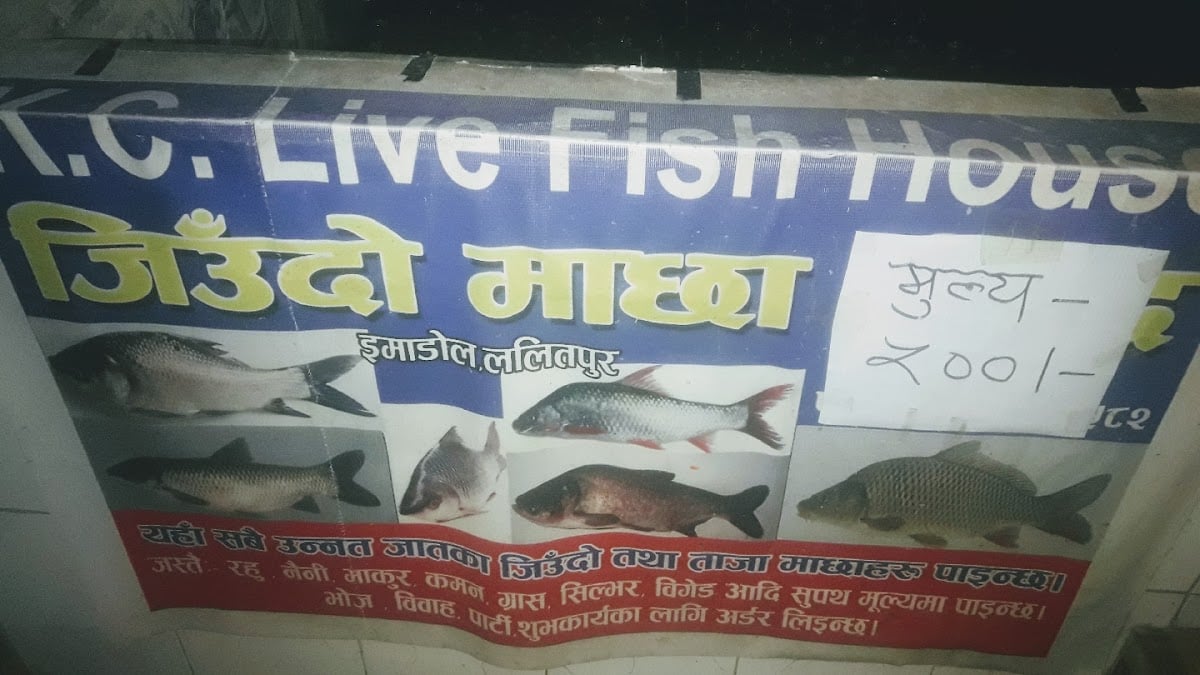 K.C. Live Fish Shop — photo by K.C. Live Fish Shop