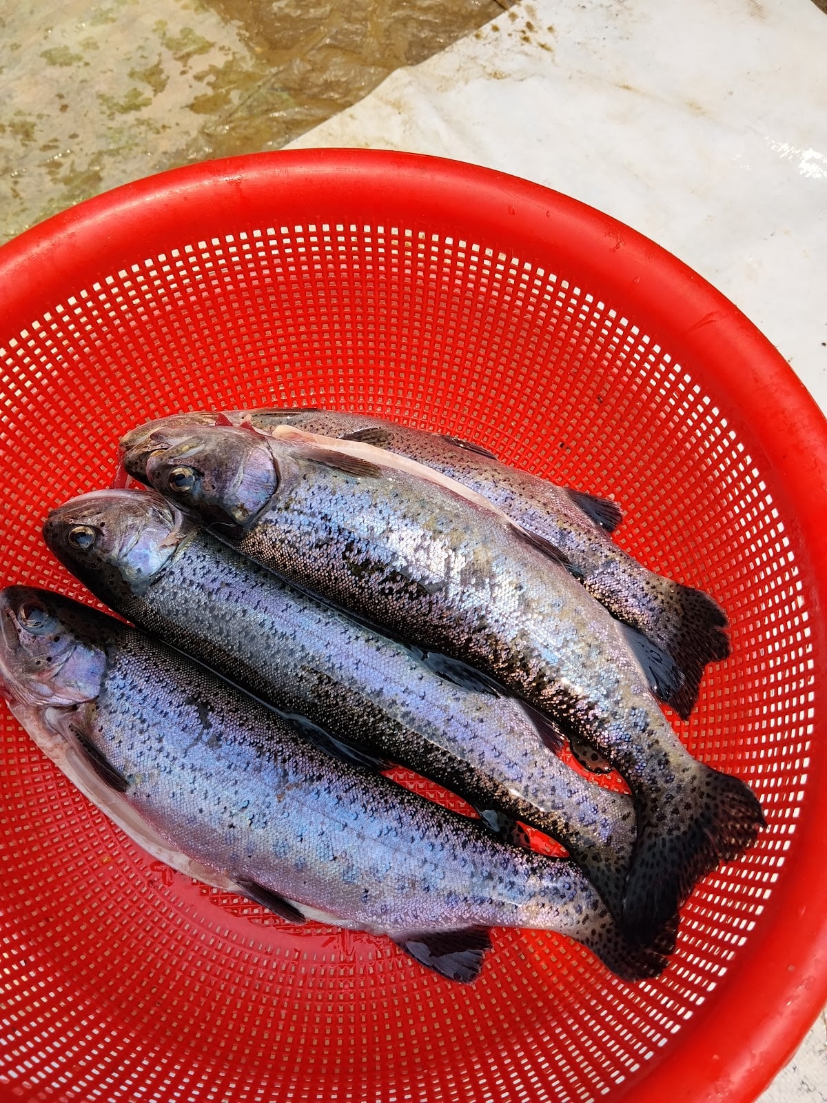 Moktan Rainbow Trout farm and restaurant — photo by Le Moda Magasin