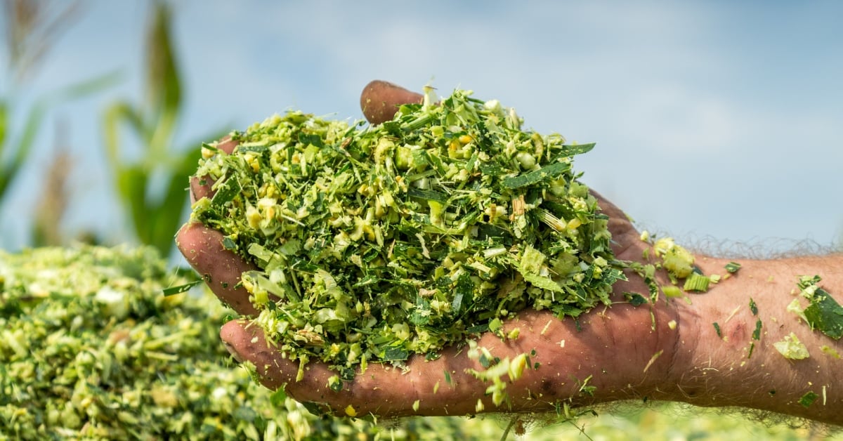 NUTRICORN SILAGE FEED — photo by NUTRICORN SILAGE FEED