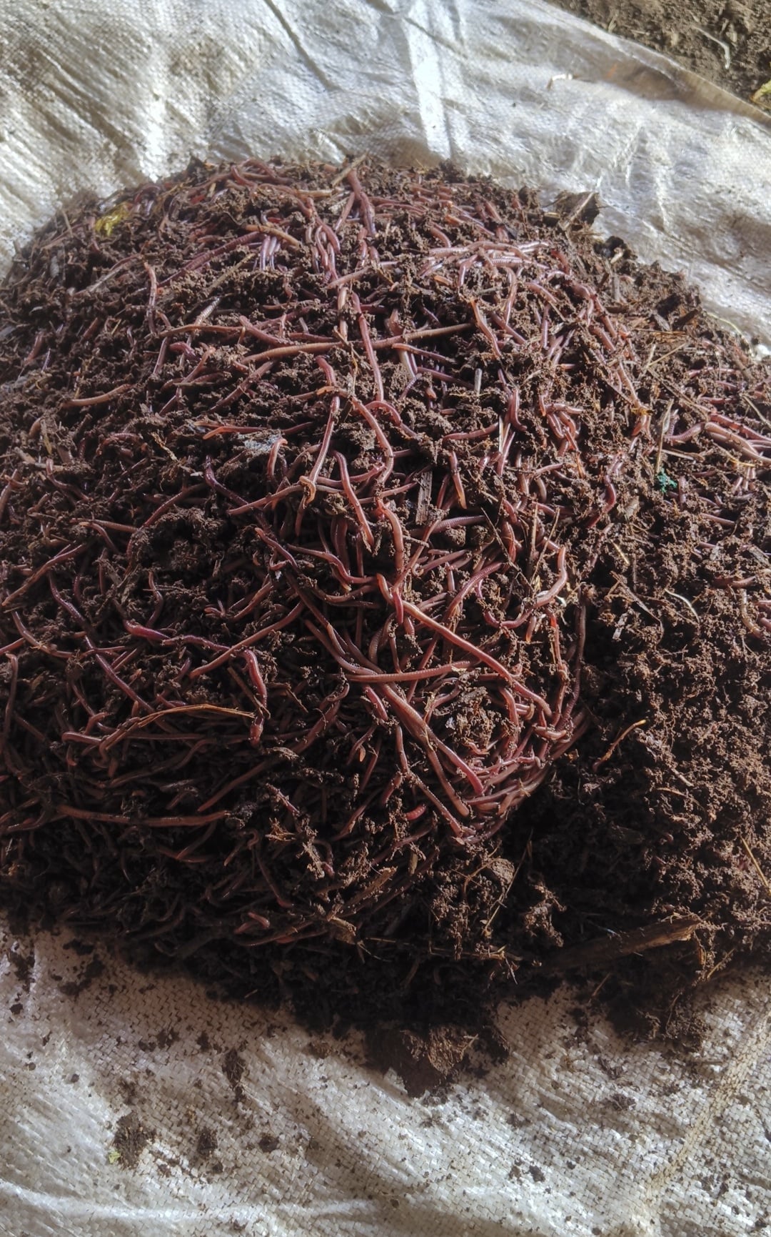 Orgawin vermicompost — photo by Orgawin vermicompost