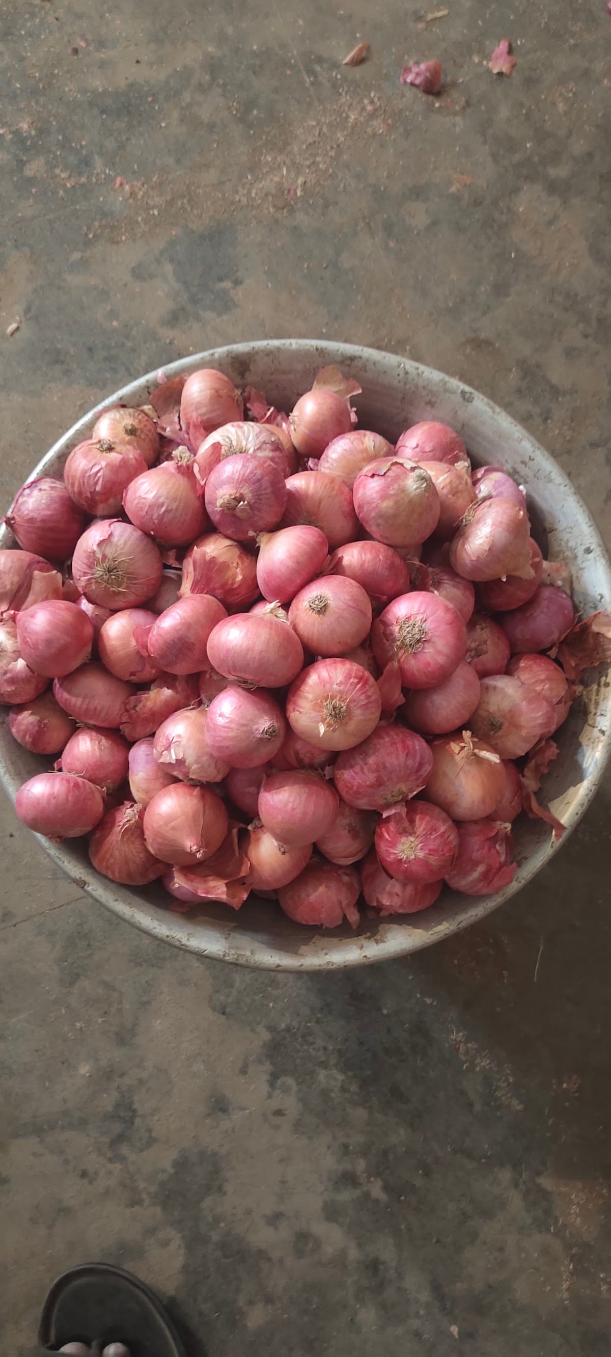 Rayalaseema Onions — photo by Rayalaseema Onions