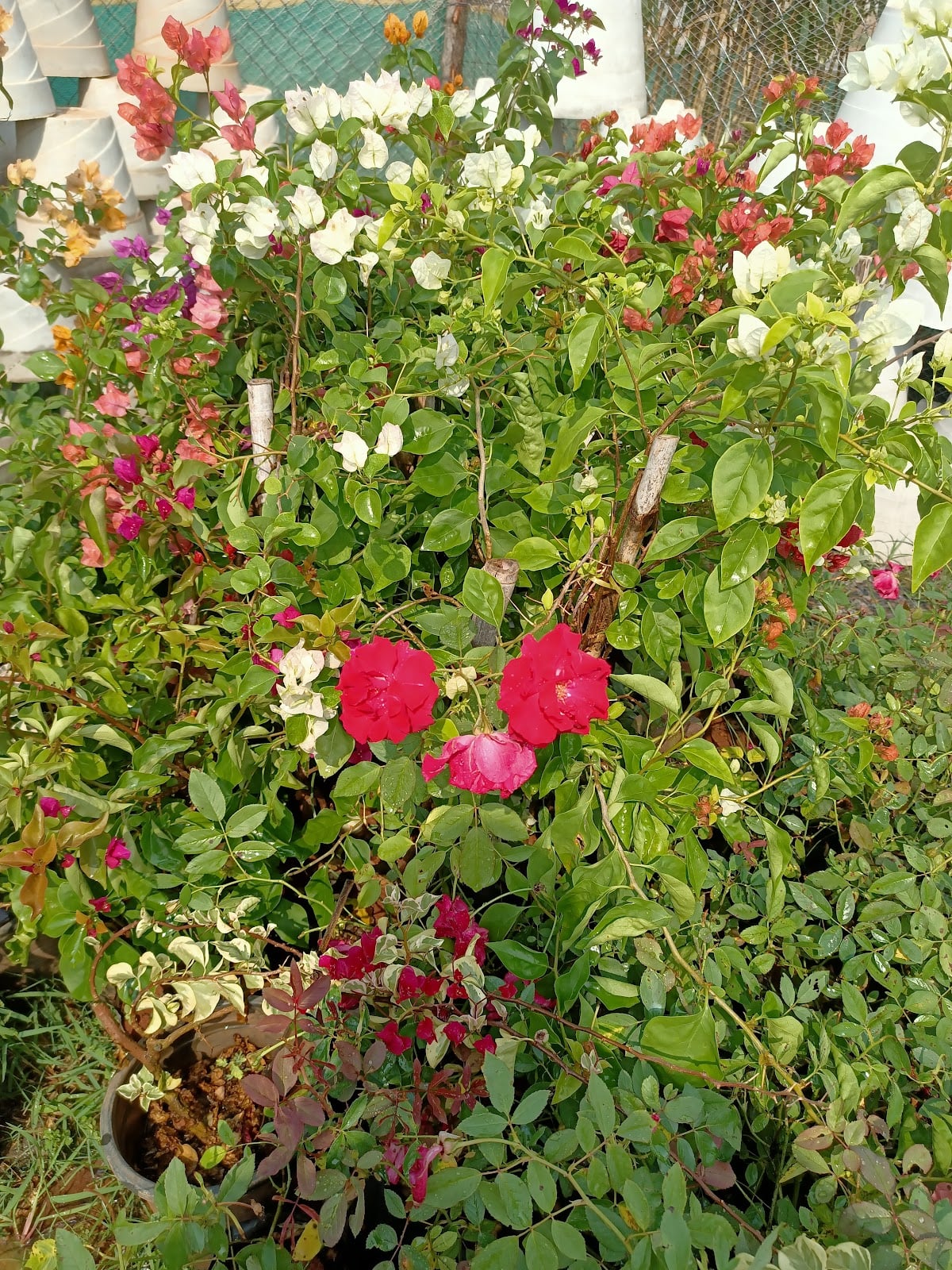 S-Blooms Nursery — photo by S-Blooms Nursery