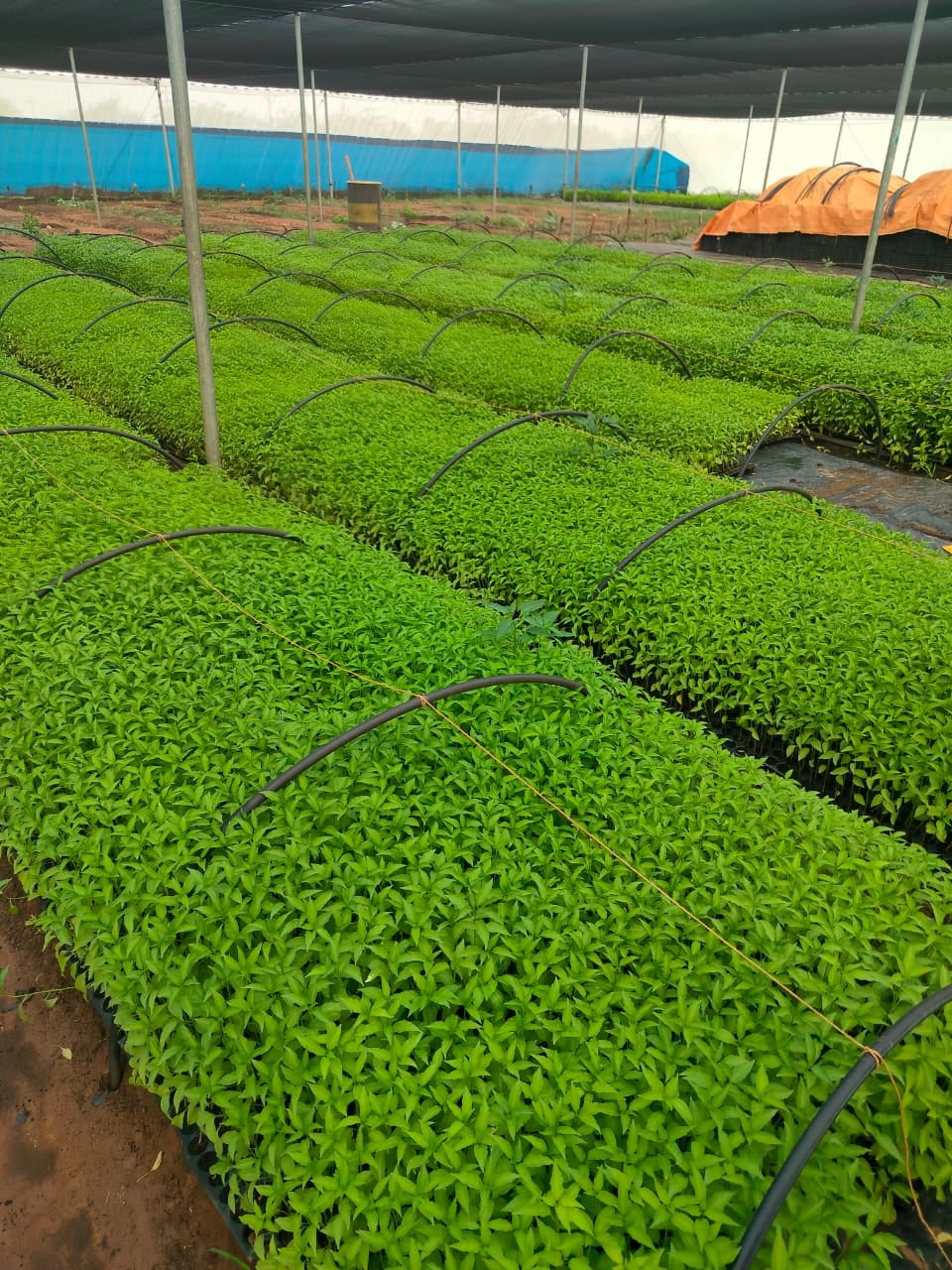 Sai Karthikeya nursery — photo by Prasad nv Prasad