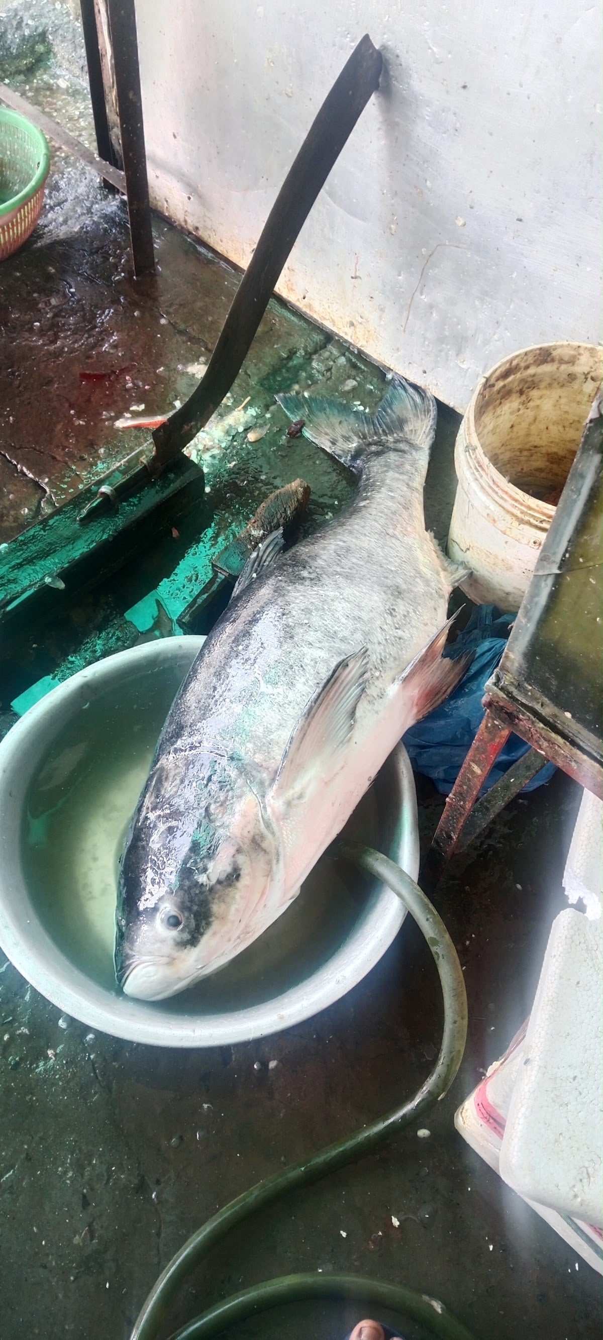 Samir Fish Shop — photo by Samir Khan