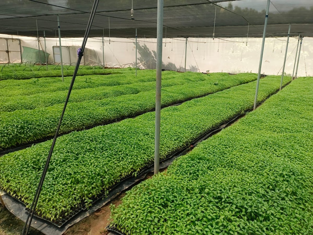 Sravani Chillies and Vegetables Nursery — photo by Sravani Chillies Vegetables Nursery