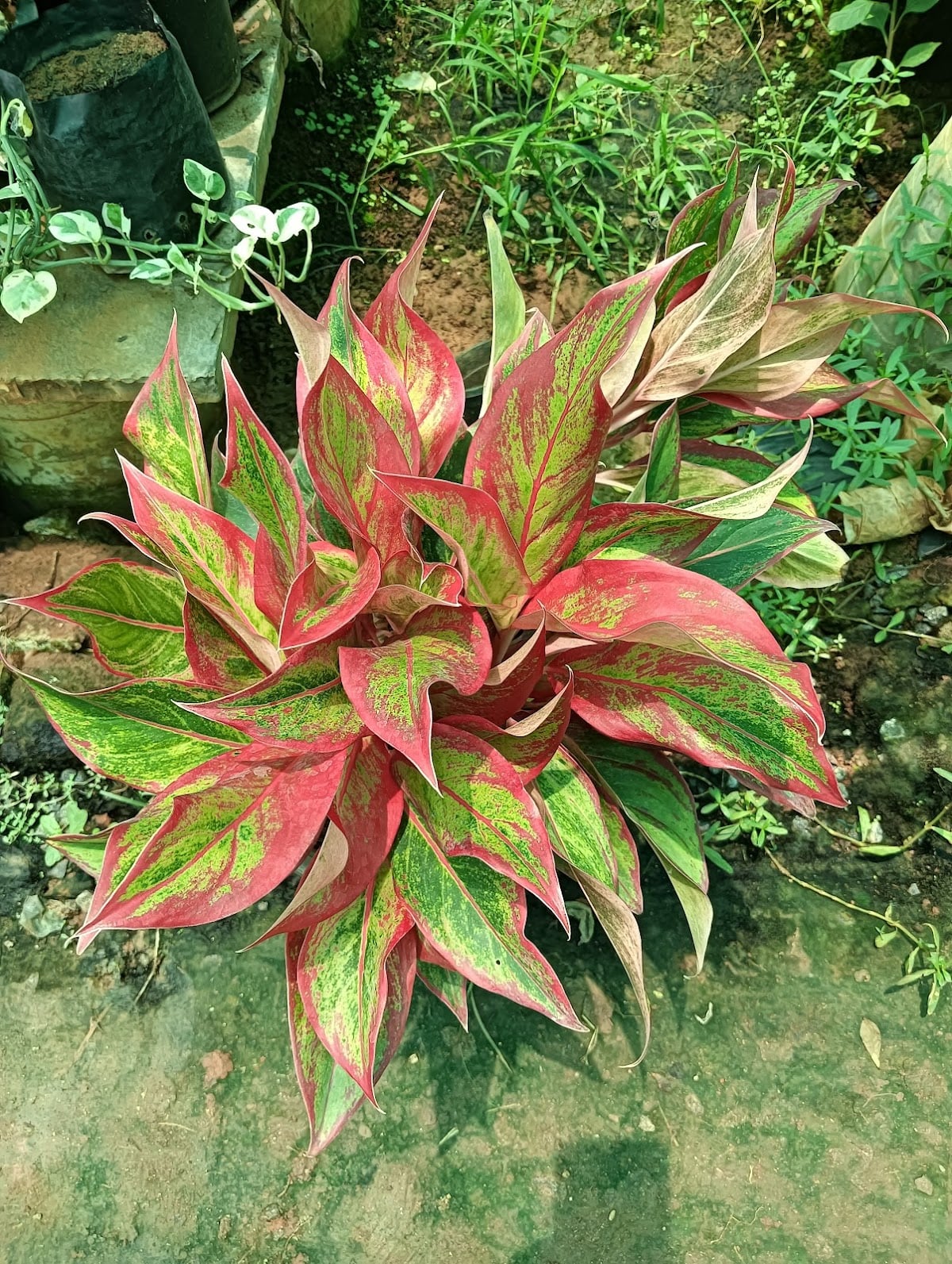 Sri Harsha nursery — photo by Sri Harsha Nursery