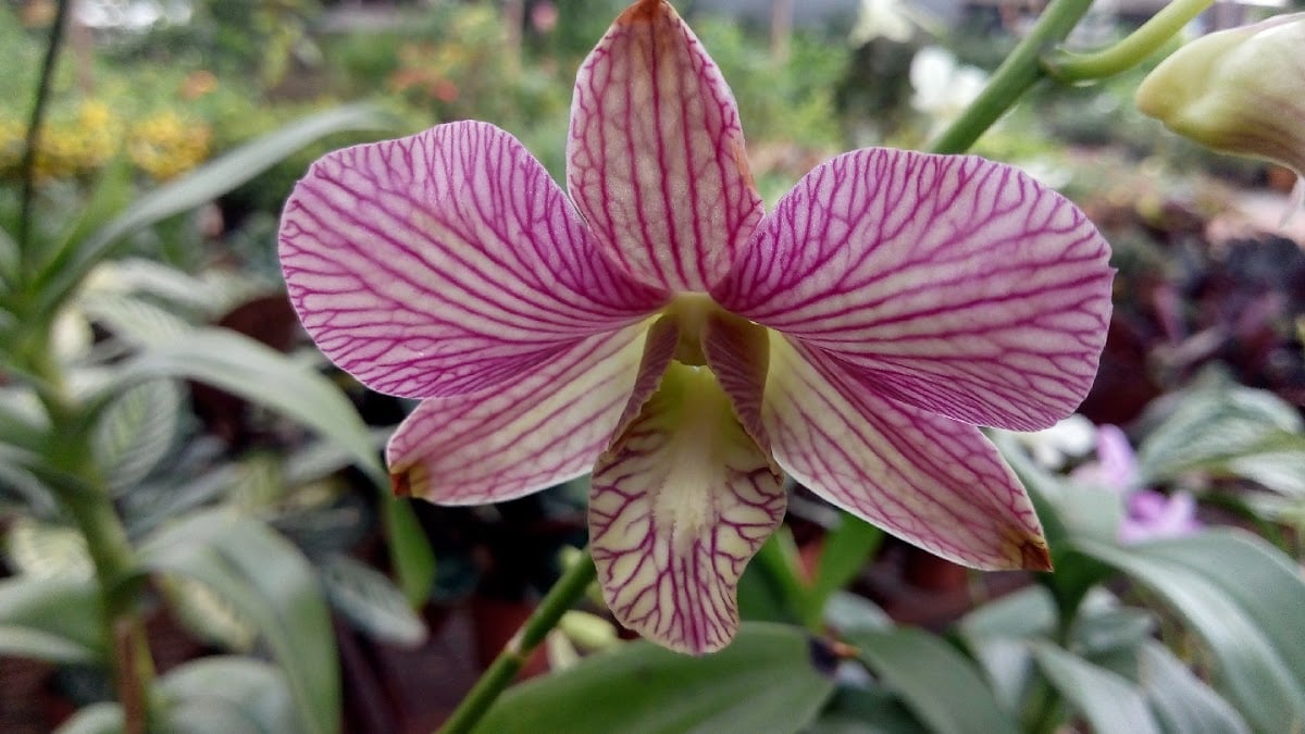 Sri Lakshmi Gardening & Nursery — photo by Sri Lakshmi Gardening & Nursery