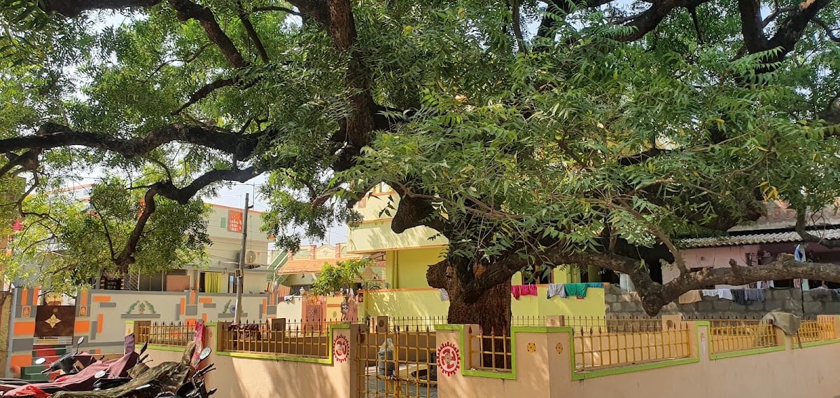 Sri Malakshmamma chettu — photo by Viral Vogue Telugu