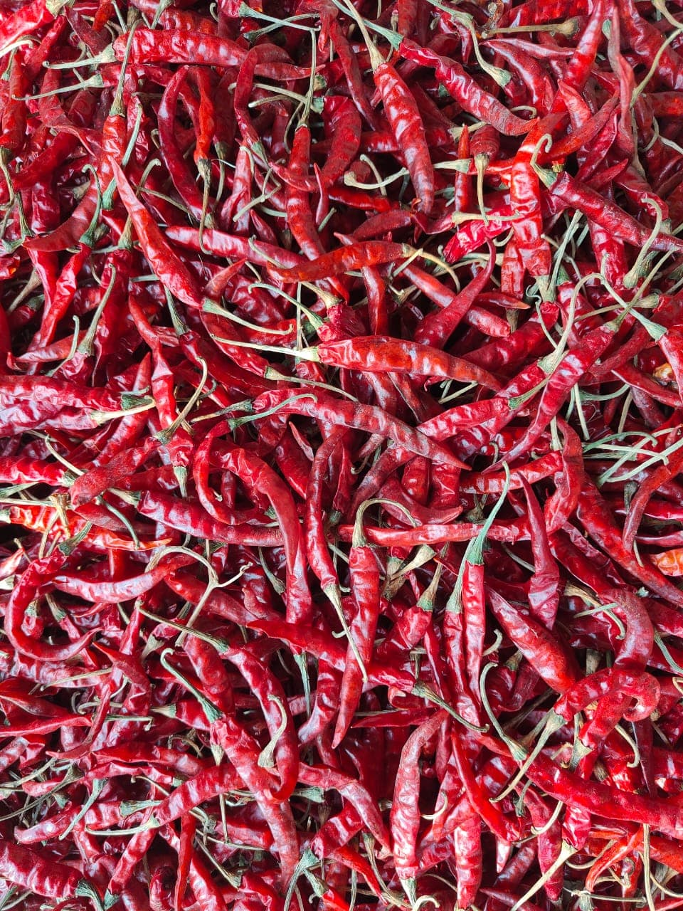 DIVYA TRADING COMPANY — photo by DIVYA TRADING COMPANY