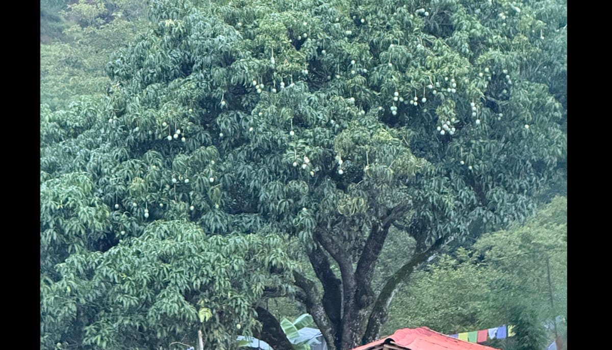 Farm House by Mango Tree — photo by Farm House by Mango Tree