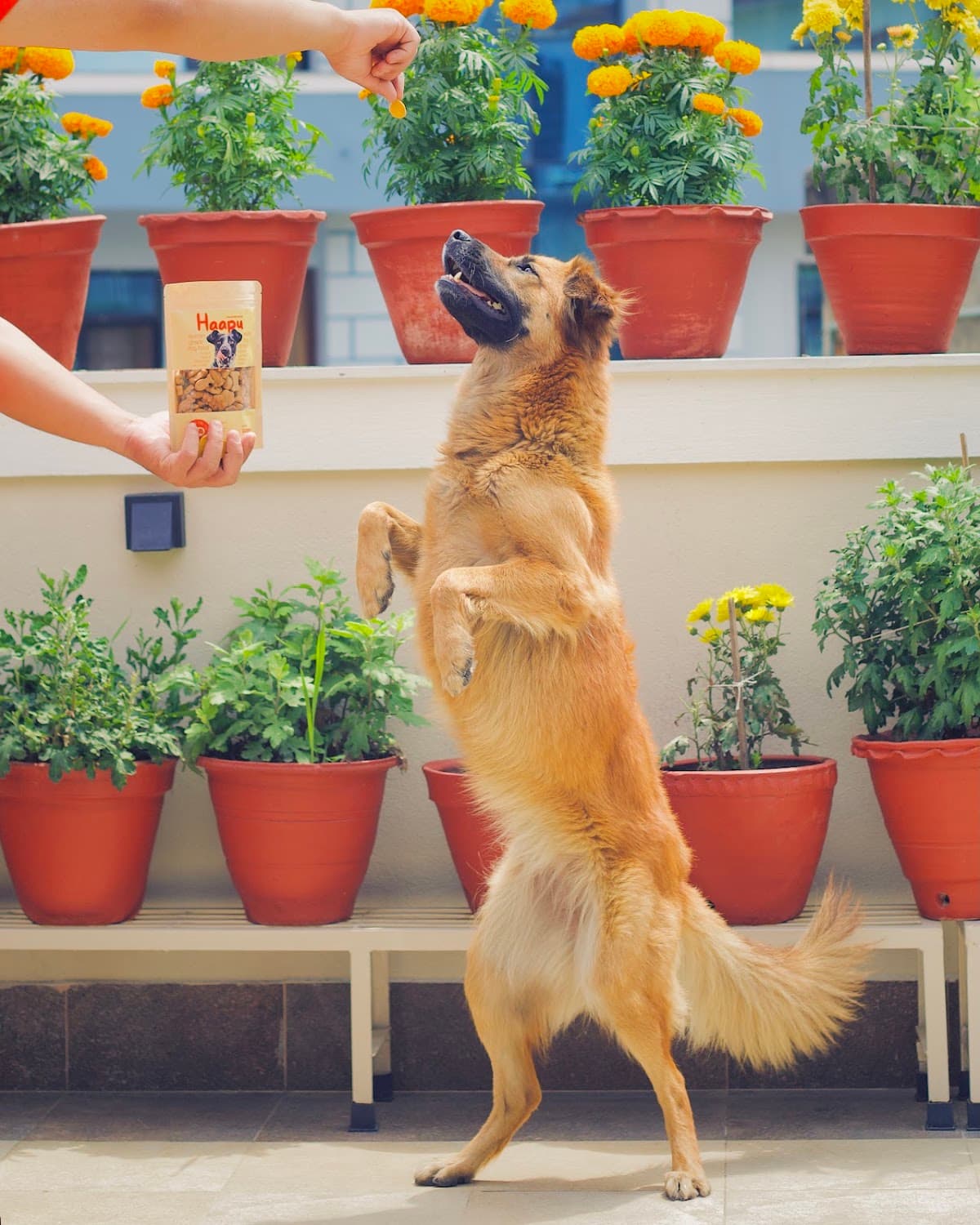Haapu® Treats — photo by Haapu Treats