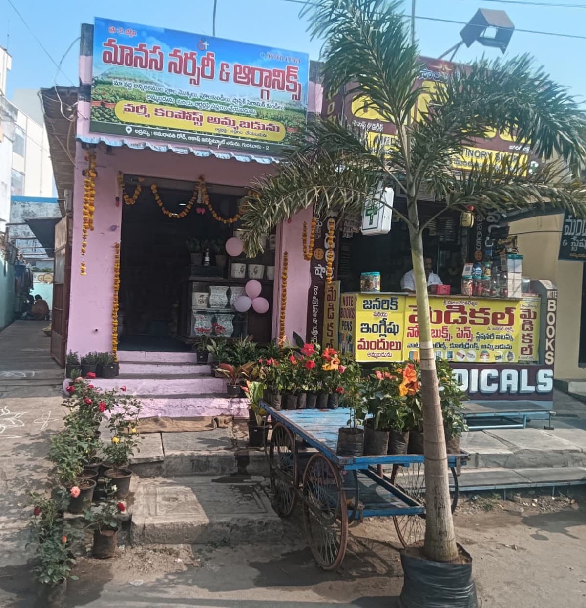 Manasa nursery — photo by Manasa nursery