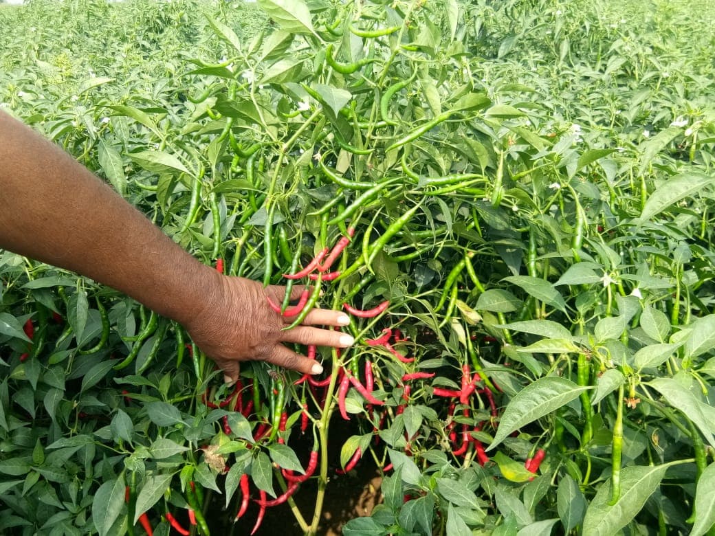 M/s. SUVARNAA HYBRID SEEDS — photo by Sai Krishna