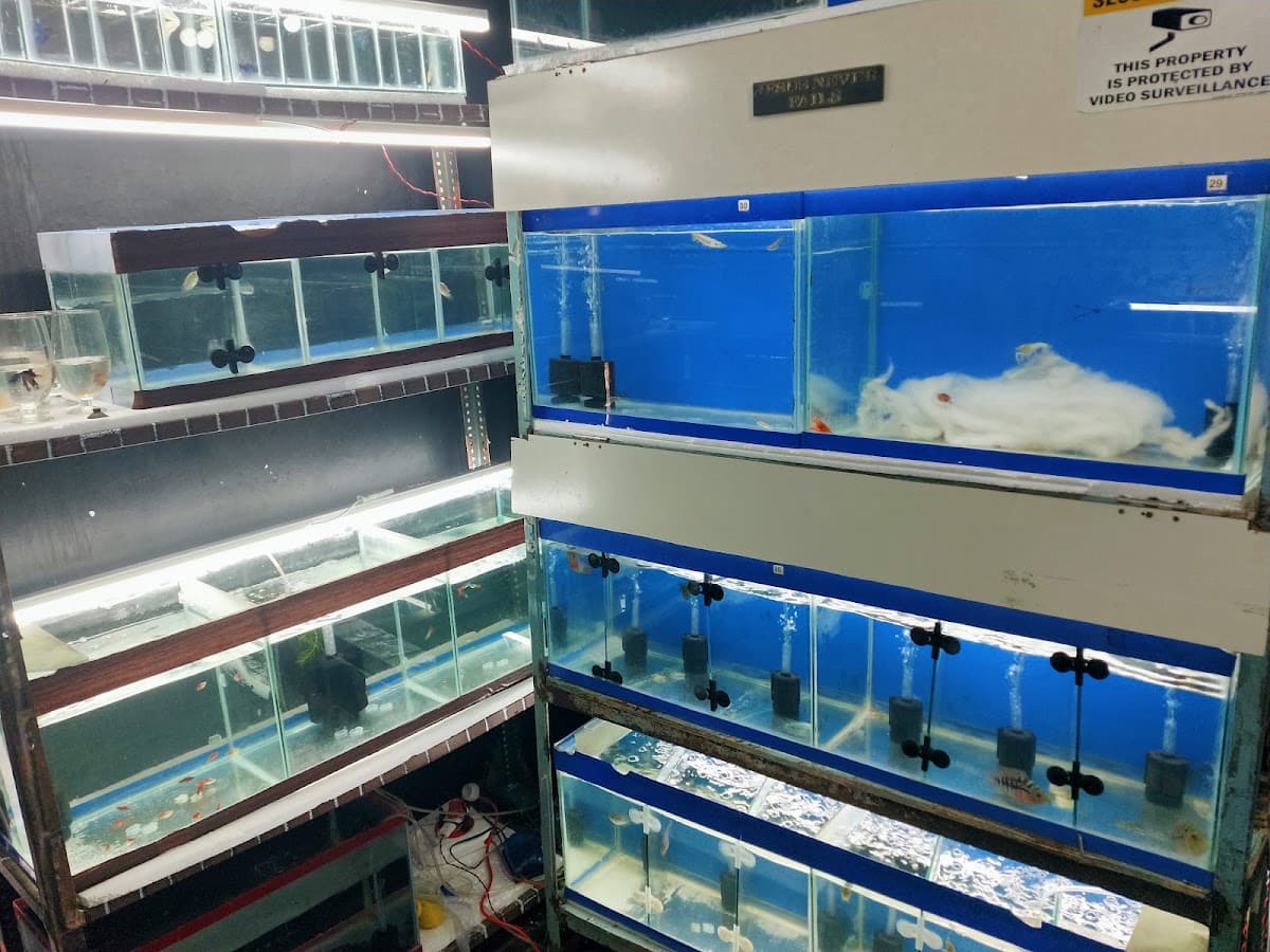 Sh fish farm — photo by Guntur Raja's Shalem melodies