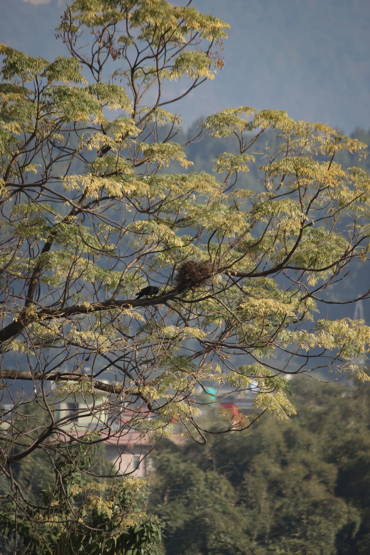 Tinchuli — photo by Sangay Thilay lama